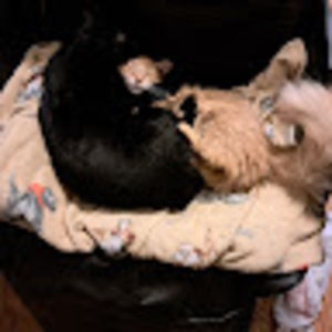 Meet your Posher, Wheeler